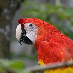 Scarlet Macaw