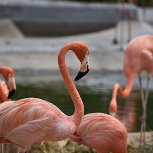 American Flamingo