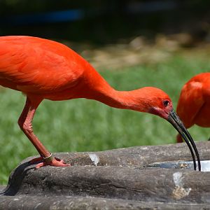 Scarlet Ibis