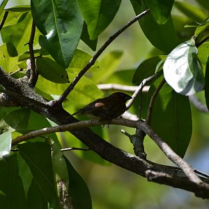 Wild Scaly-Breasted Munia