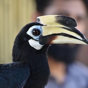 Oriental Pied Hornbill