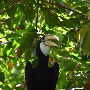 Paupan Hornbill