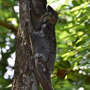 Wild Sunda Colugo