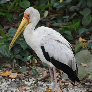 Yellow Billed Stork