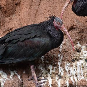 Northern Bald Ibis