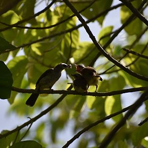 Wild Yellow Vented Bulbul feeding chicks
