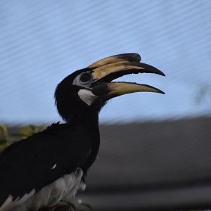 Oriental Pied Hornbill