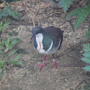 Negros Bleeding Heart Dove