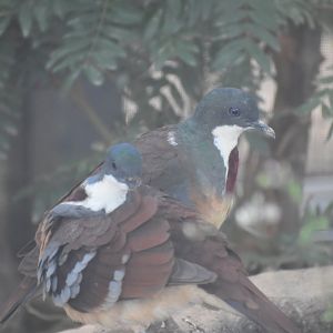 Mindanao Bleeding Heart Dove