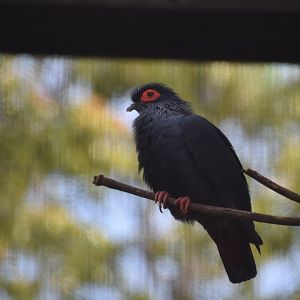 Madagascar Blue Pigeon