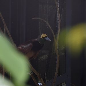 Raggiana Bird of Paradise