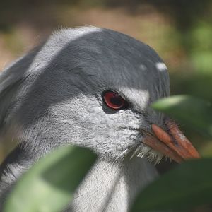 Kagu
