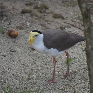 Masked Lapwing