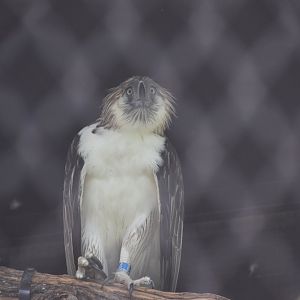 Philippine Eagle