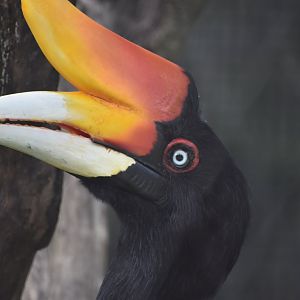 Rhinoceros Hornbill