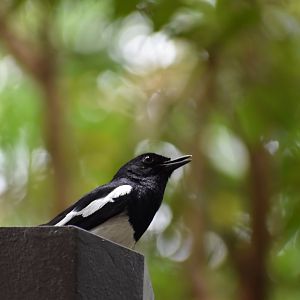 Wild Oriental Magpie Robin