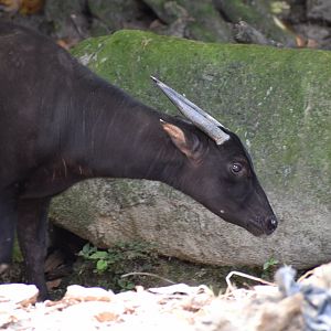 Lowland Anoa