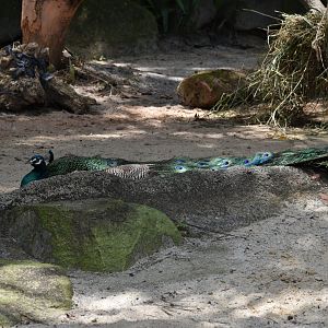 Indian Peafowl