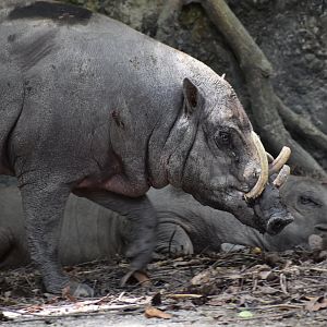 North Sulawesi Babirusa