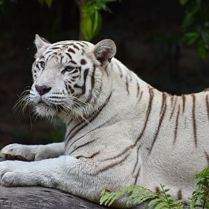 White Tiger
