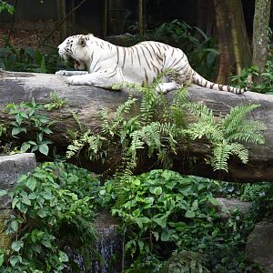White Tiger