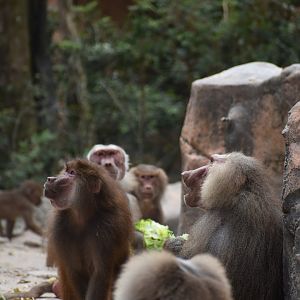 Hamadryas Baboon