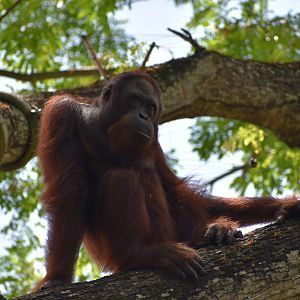 Borneo Orangutan