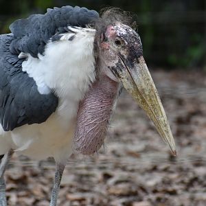 Marabou Stork