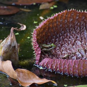 Wild Green Paddy Frog