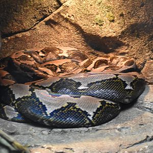 Reticulated Python