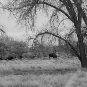 Bison - Colorado