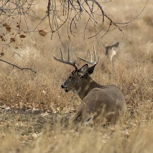 Whitetail Deer - Colorado