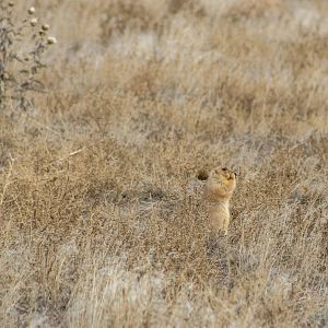Black-tailed Prairie Dog - Colorado