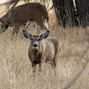 Whitetail Deer - Colorado