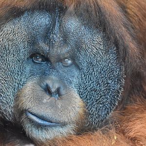 Sumatran Orangutan
