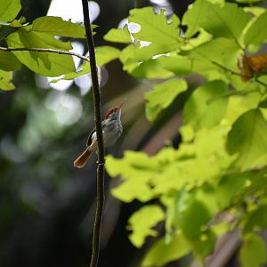 Wild Rufous Tailed Tailorbird