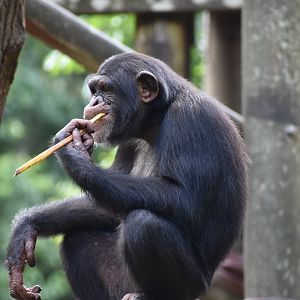 Chimpanzee