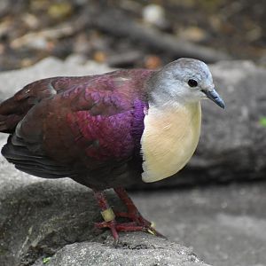 Santa Cruz Ground Dove