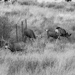 Mule Deer - Colorado