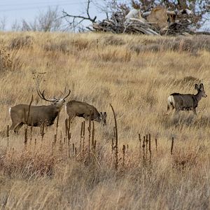 Mule Deer - Colorado