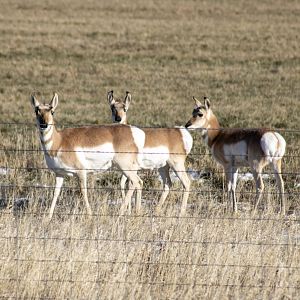 Pronghorn - Wyoming