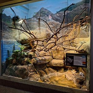 Utila Island Iguana enclosure