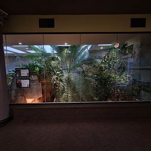 Tomistoma enclosure lower level