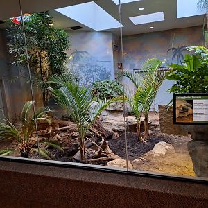 Yellow-footed tortoise enclosure