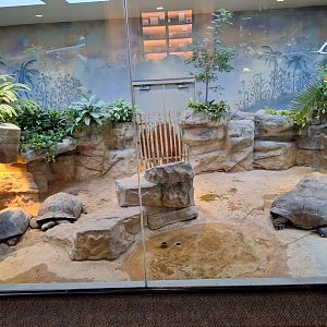 Giant tortoises enclosure