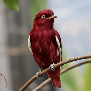 Pompadour Cotinga (Xipholena punicea) male