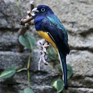 Green-Backed Trogon (Trogon viridis) male
