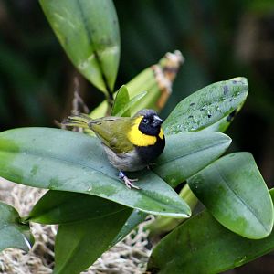 Cuban Grassquit (Phonipara canora) male