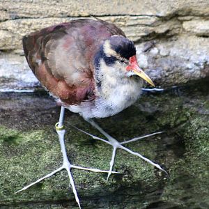 Wattled Jacana (Jacana jacana) juvenile