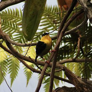 Golden-Collared Manakin (Manacus vitellinus) male